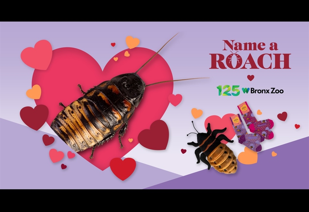 Forget Flowers — Celebrate Valentine's Day with 'Name-a-Roach
